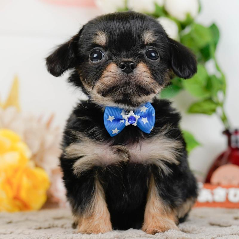 販売中の神奈川県のチワプー:チワワ×トイプードル-433000の1枚目