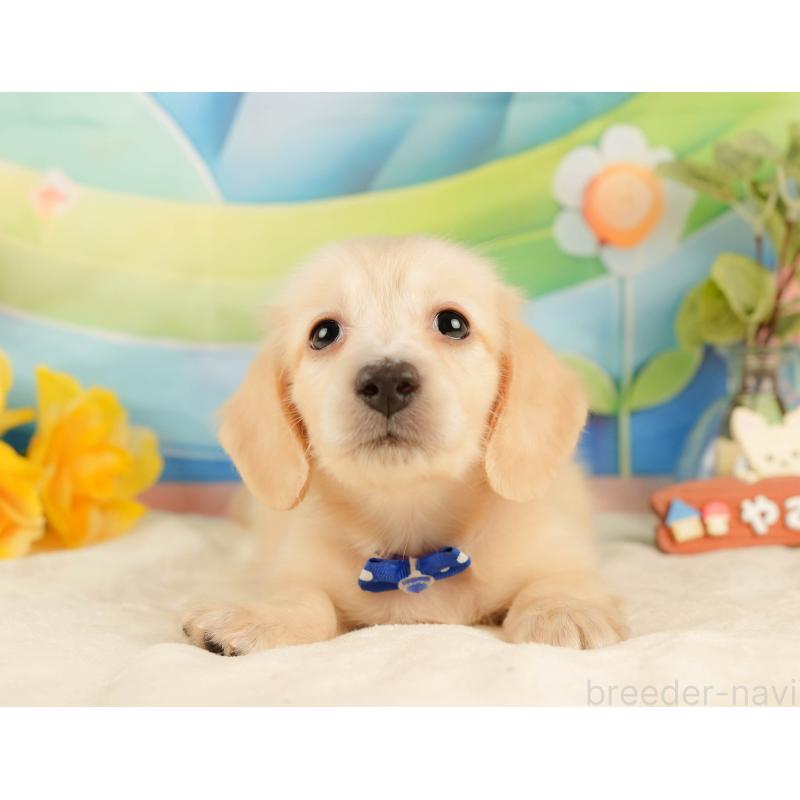 販売中の静岡県のミニチュアダックスフンド(ロングヘアード)-433096の10枚目