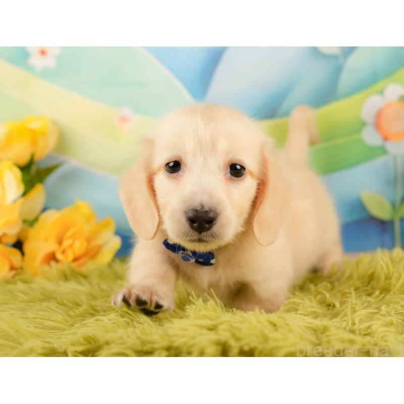 販売中の静岡県のミニチュアダックスフンド(ロングヘアード)-433096の9枚目