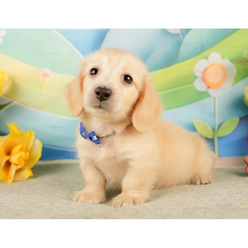 販売中の静岡県のミニチュアダックスフンド(ロングヘアード)-433096の8枚目