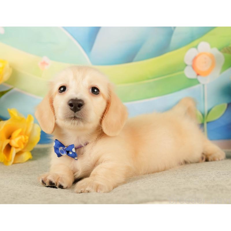 販売中の静岡県のミニチュアダックスフンド(ロングヘアード)-433096の7枚目