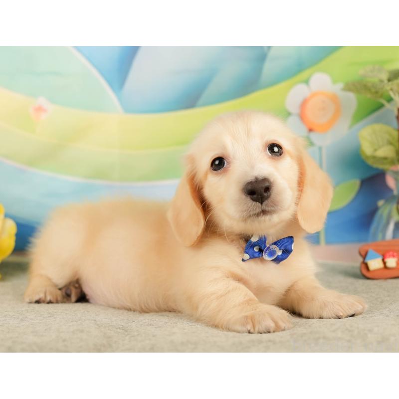 販売中の静岡県のミニチュアダックスフンド(ロングヘアード)-433096の6枚目