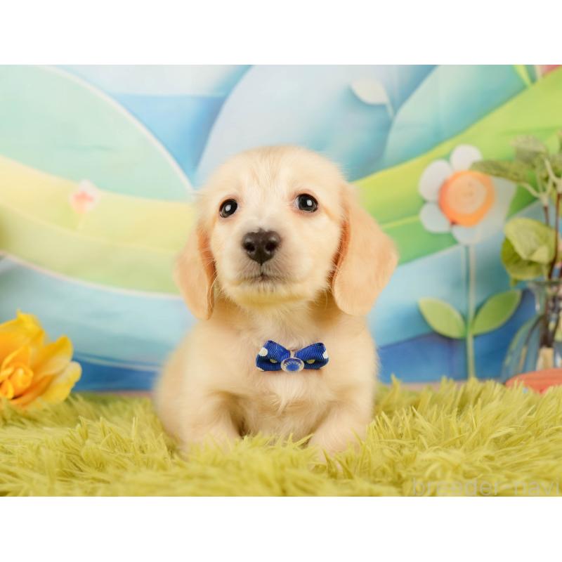 販売中の静岡県のミニチュアダックスフンド(ロングヘアード)-433096の5枚目