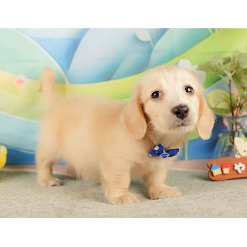 販売中の静岡県のミニチュアダックスフンド(ロングヘアード)-433096の4枚目