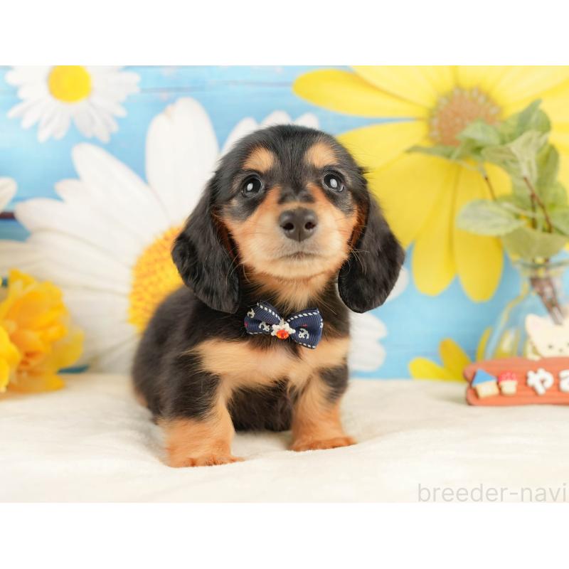 販売中の静岡県のミニチュアダックスフンド(ロングヘアード)-433097の10枚目