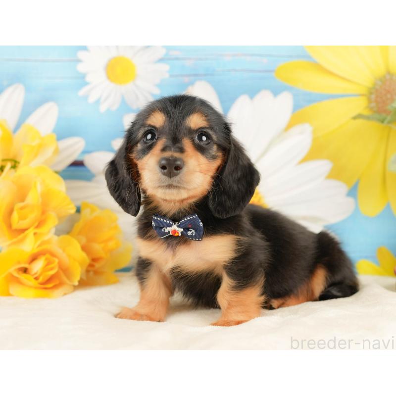 販売中の静岡県のミニチュアダックスフンド(ロングヘアード)-433097の9枚目