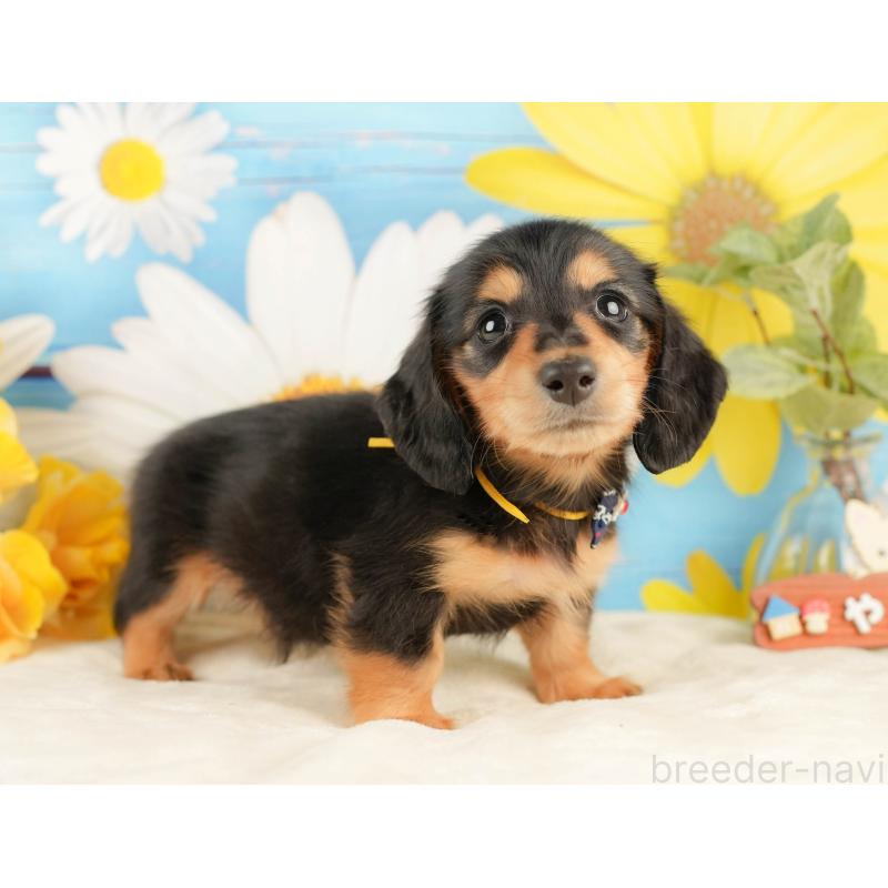 販売中の静岡県のミニチュアダックスフンド(ロングヘアード)-433097の8枚目