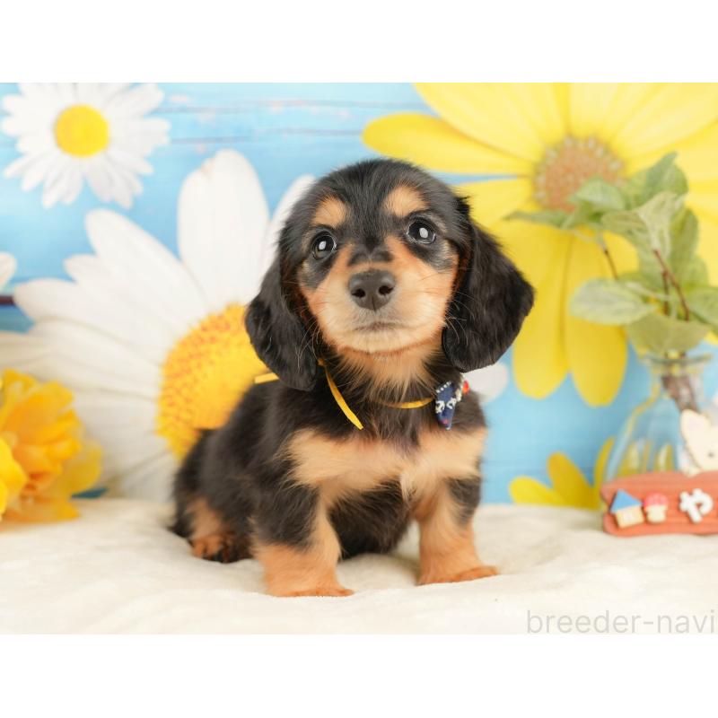 販売中の静岡県のミニチュアダックスフンド(ロングヘアード)-433097の7枚目