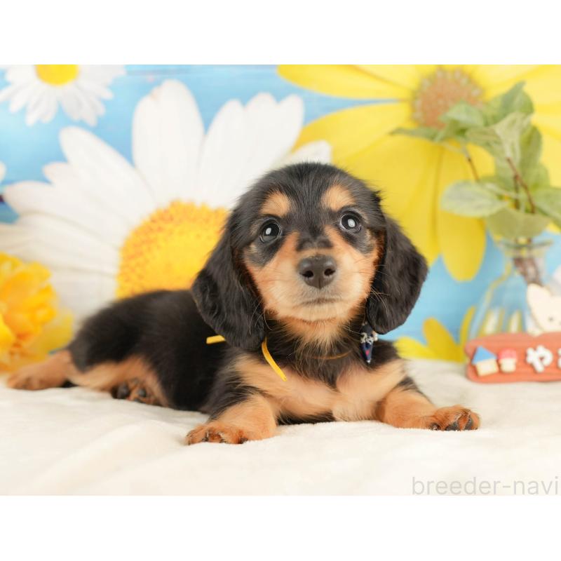 販売中の静岡県のミニチュアダックスフンド(ロングヘアード)-433097の6枚目