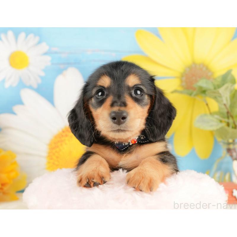 販売中の静岡県のミニチュアダックスフンド(ロングヘアード)-433097の5枚目