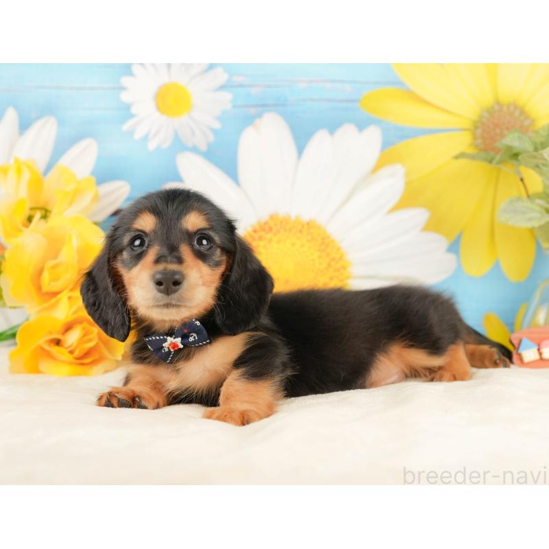 販売中の静岡県のミニチュアダックスフンド(ロングヘアード)-433097の4枚目