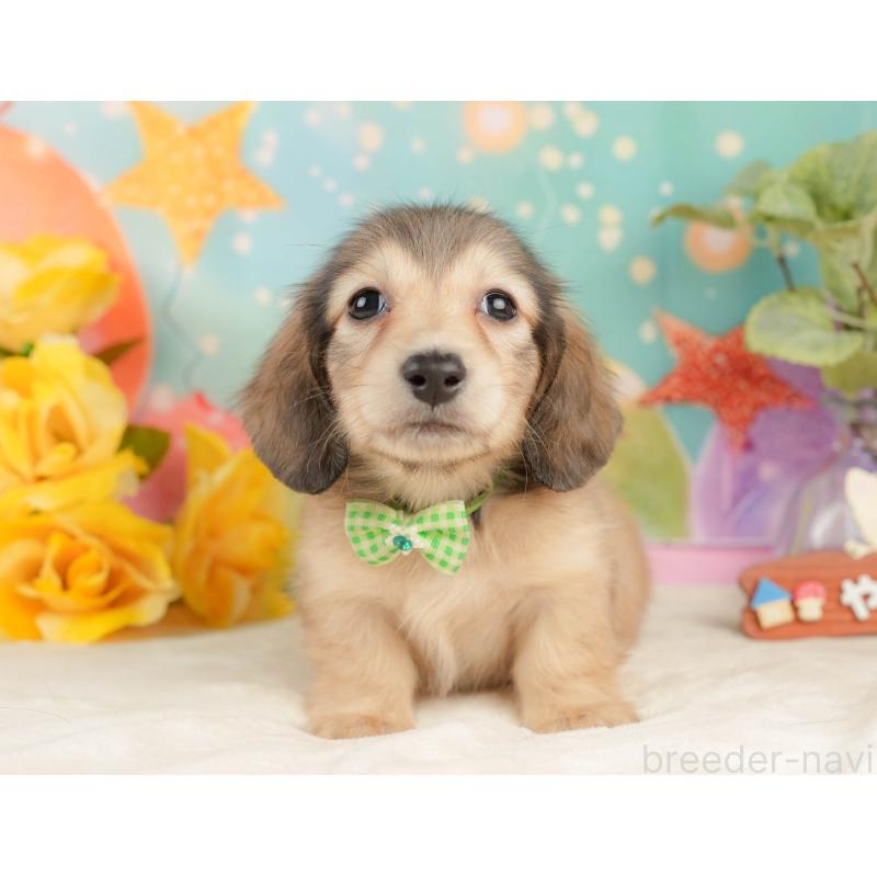 販売中の静岡県のミニチュアダックスフンド(ロングヘアード)-433099の9枚目