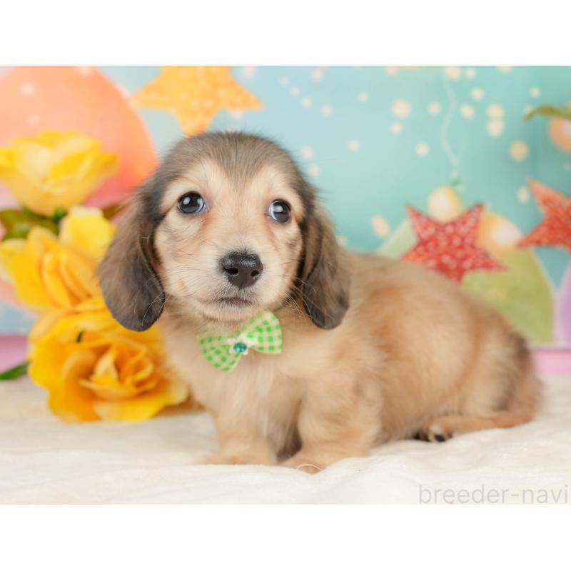 販売中の静岡県のミニチュアダックスフンド(ロングヘアード)-433099の8枚目