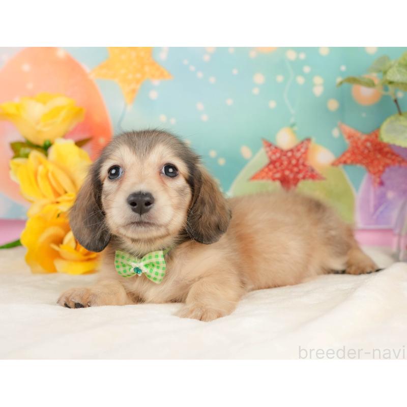 販売中の静岡県のミニチュアダックスフンド(ロングヘアード)-433099の7枚目