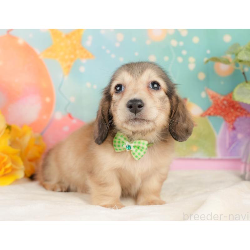 販売中の静岡県のミニチュアダックスフンド(ロングヘアード)-433099の6枚目