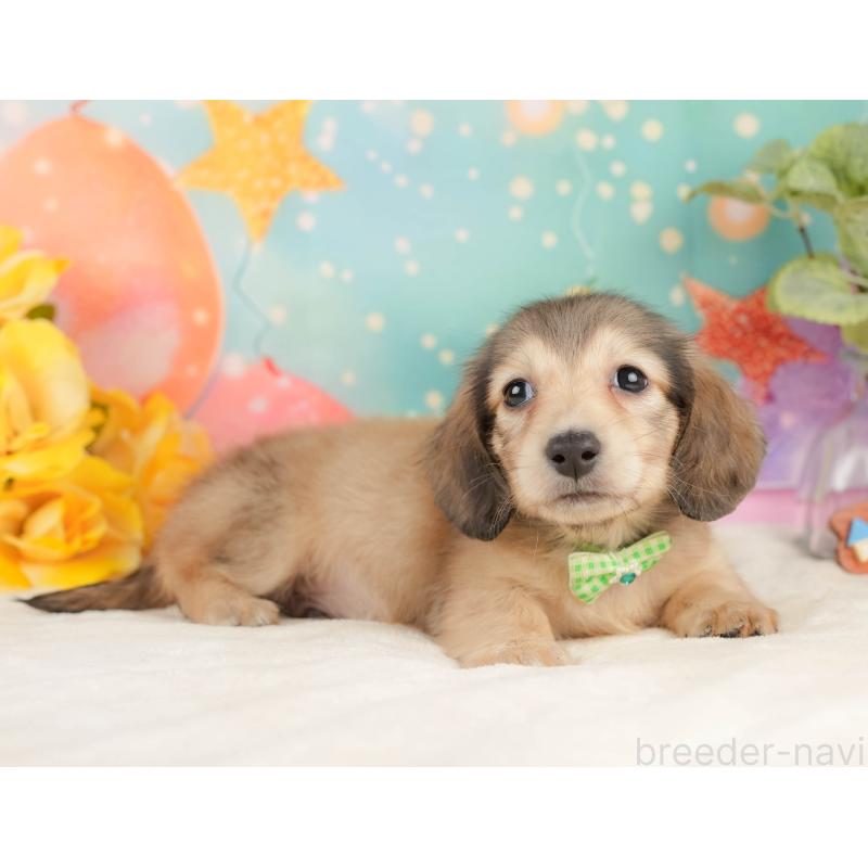 販売中の静岡県のミニチュアダックスフンド(ロングヘアード)-433099の5枚目