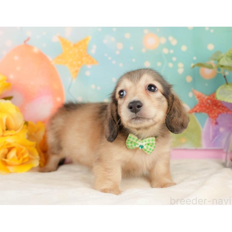 販売中の静岡県のミニチュアダックスフンド(ロングヘアード)-433099の4枚目