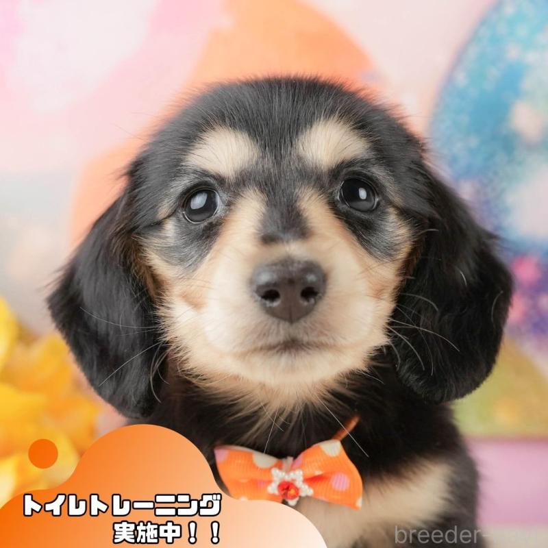 販売中の静岡県のミニチュアダックスフンド(ロングヘアード)-433100の1枚目