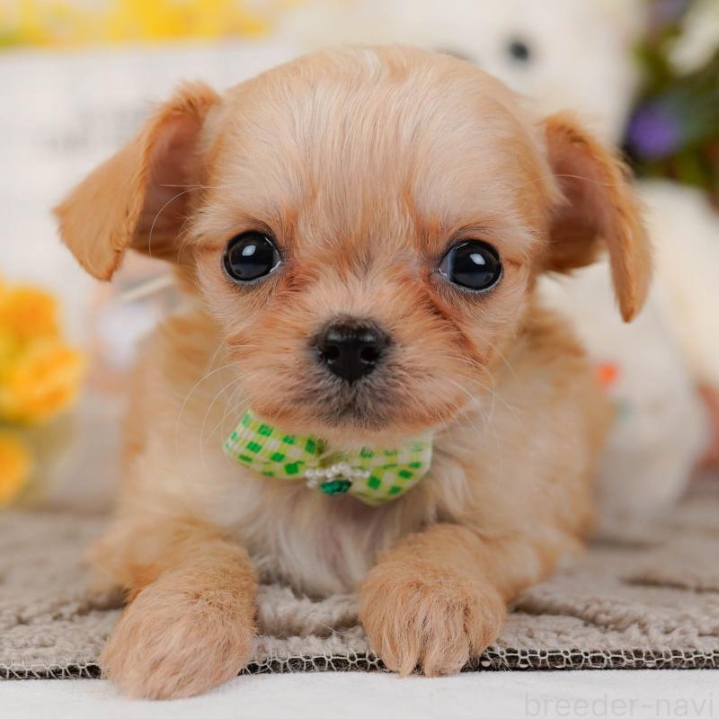 販売中の神奈川県のチワプー:チワワ×トイプードル-433002