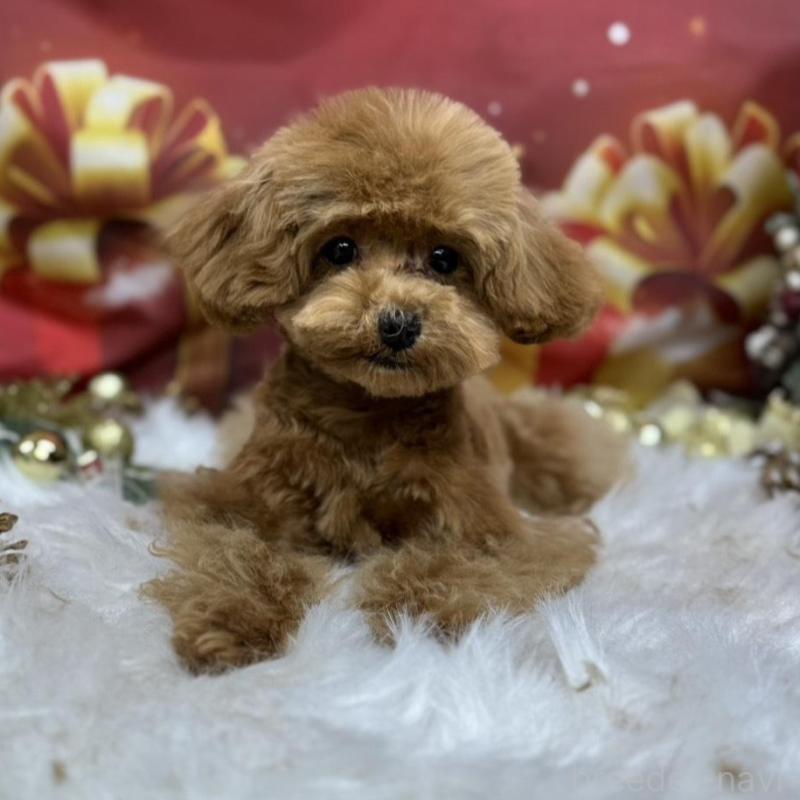 販売中の広島県のティーカッププードル-407515の5枚目