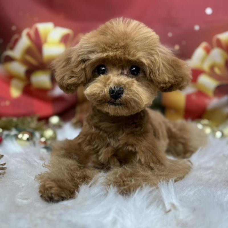 販売中の広島県のティーカッププードル-407515の4枚目