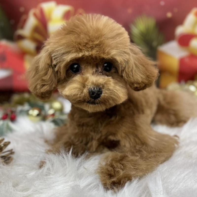 販売中の広島県のティーカッププードル-407515の3枚目