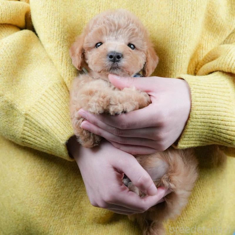 販売中の静岡県のトイプードル-433101