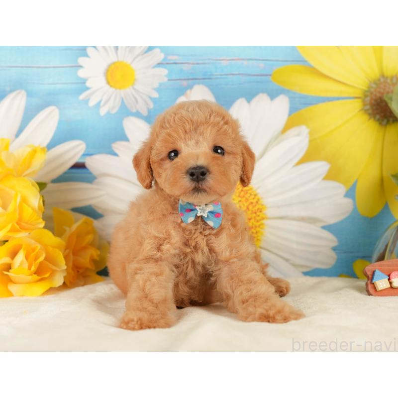 販売中の静岡県のトイプードル-433101の8枚目