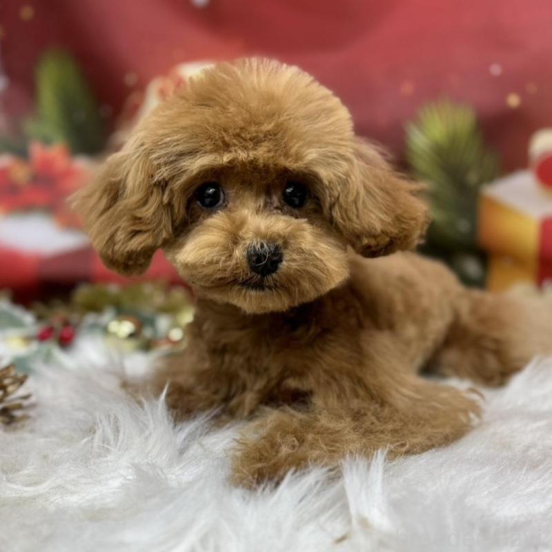 販売中の広島県のティーカッププードル-407515の2枚目