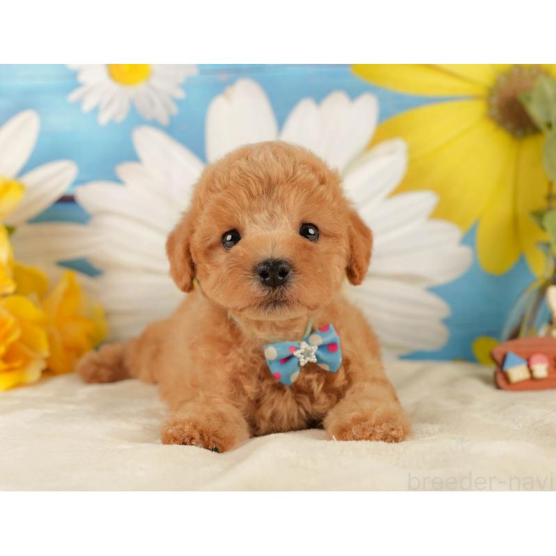 販売中の静岡県のトイプードル-433101の7枚目