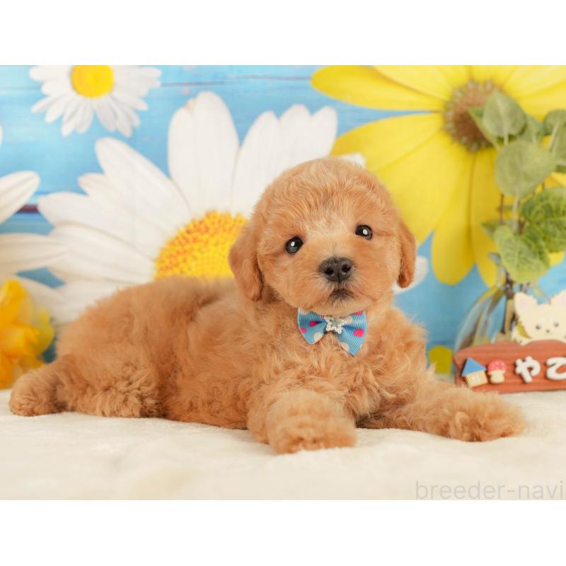 販売中の静岡県のトイプードル-433101の5枚目