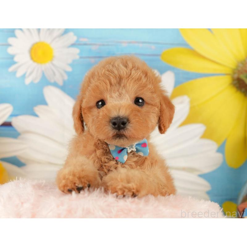 販売中の静岡県のトイプードル-433101の4枚目