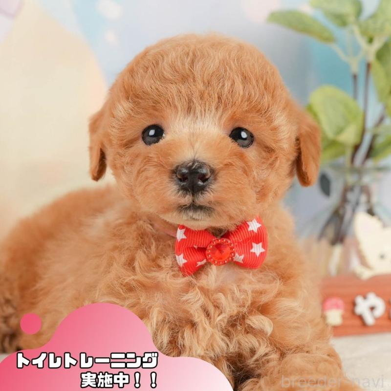 販売中の静岡県のトイプードル-433103