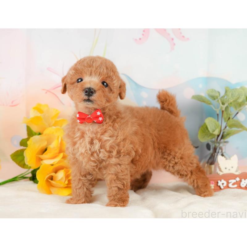 販売中の静岡県のトイプードル-433103の9枚目