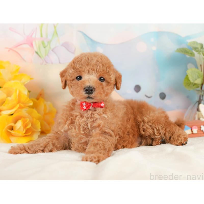 販売中の静岡県のトイプードル-433103の8枚目