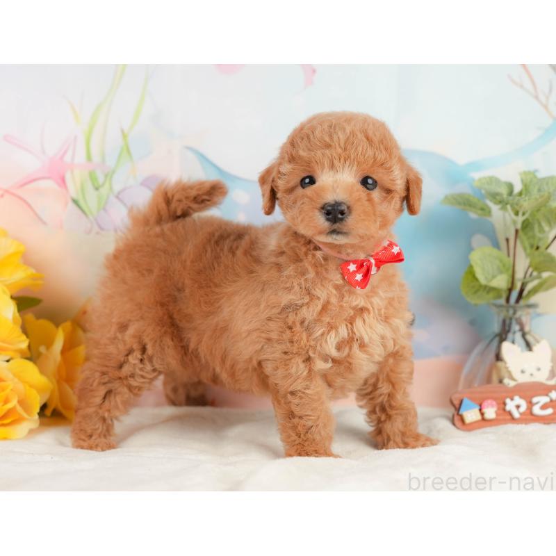 販売中の静岡県のトイプードル-433103の7枚目