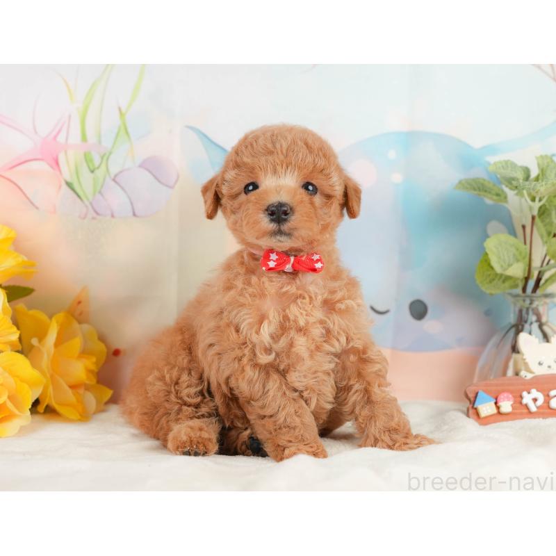 販売中の静岡県のトイプードル-433103の6枚目