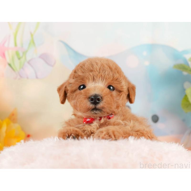 販売中の静岡県のトイプードル-433103の5枚目