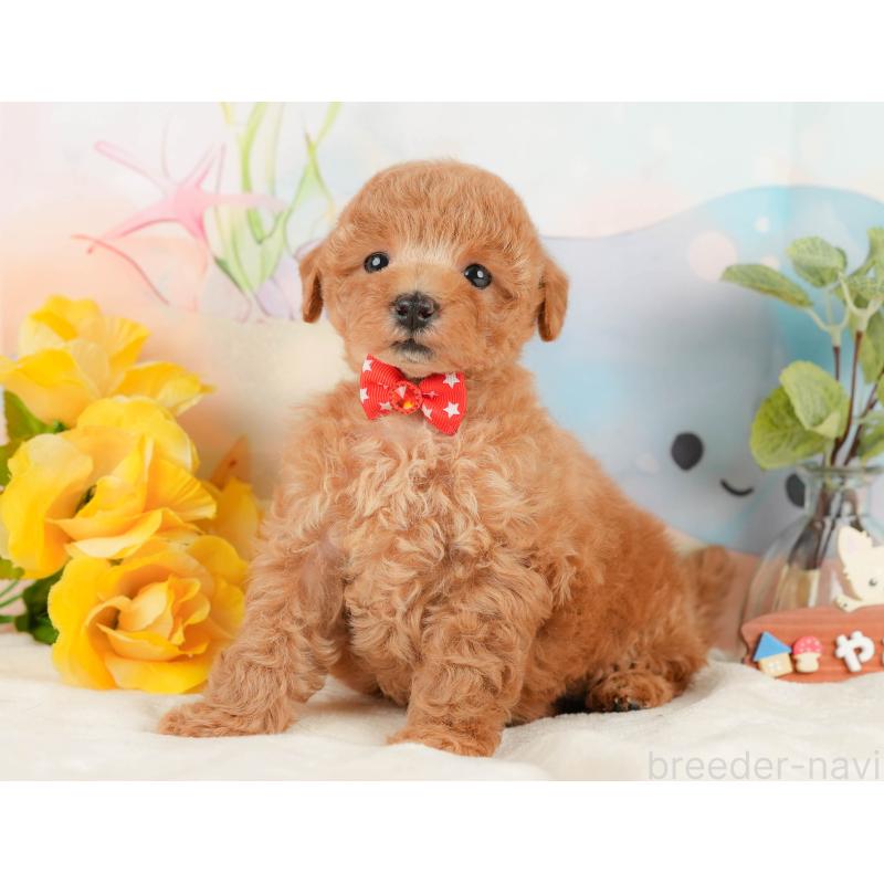 販売中の静岡県のトイプードル-433103の4枚目