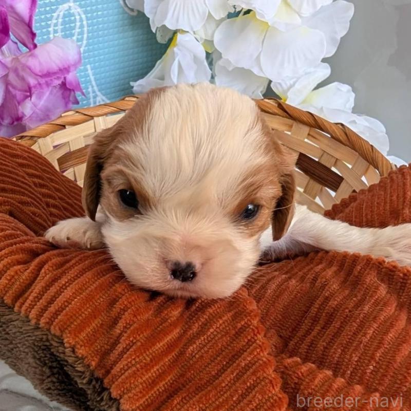 販売中の埼玉県のキャバリアキングチャールズスパニエル-433003の1枚目