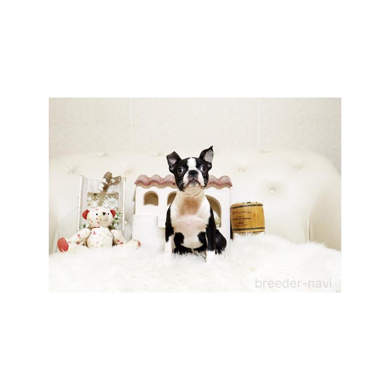 販売中の佐賀県のボストンテリア-433004の4枚目