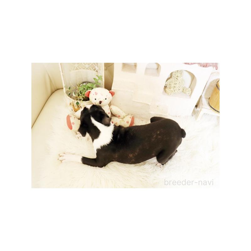 販売中の佐賀県のボストンテリア-433004の2枚目