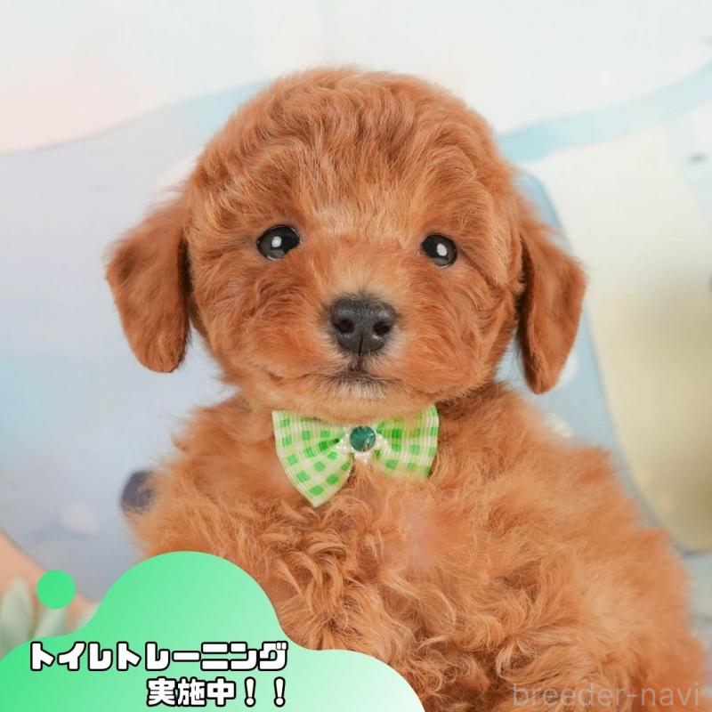 販売中の静岡県のトイプードル-433105