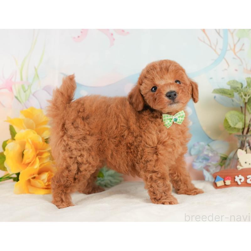 販売中の静岡県のトイプードル-433105の9枚目