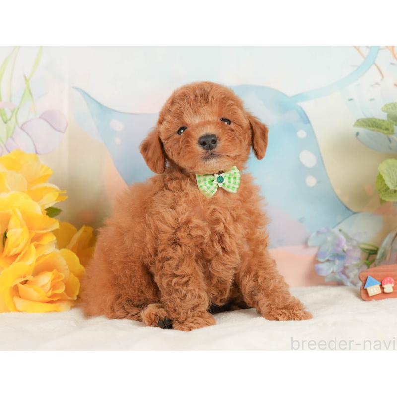 販売中の静岡県のトイプードル-433105の8枚目