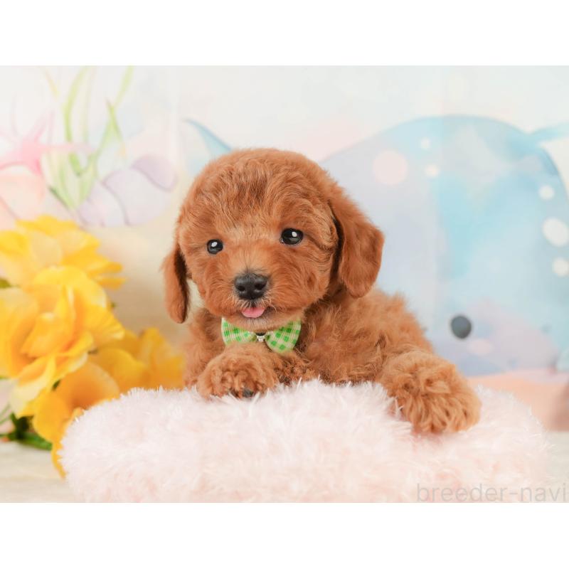 販売中の静岡県のトイプードル-433105の6枚目