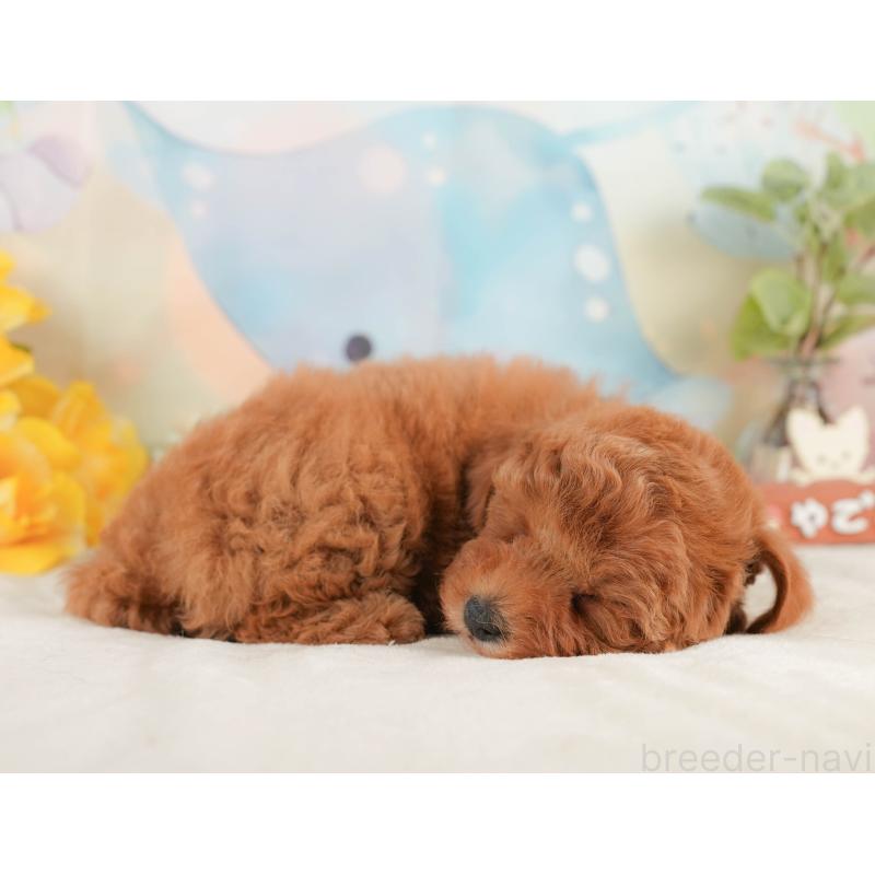 販売中の静岡県のトイプードル-433105の5枚目