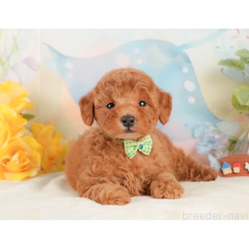 販売中の静岡県のトイプードル-433105の4枚目