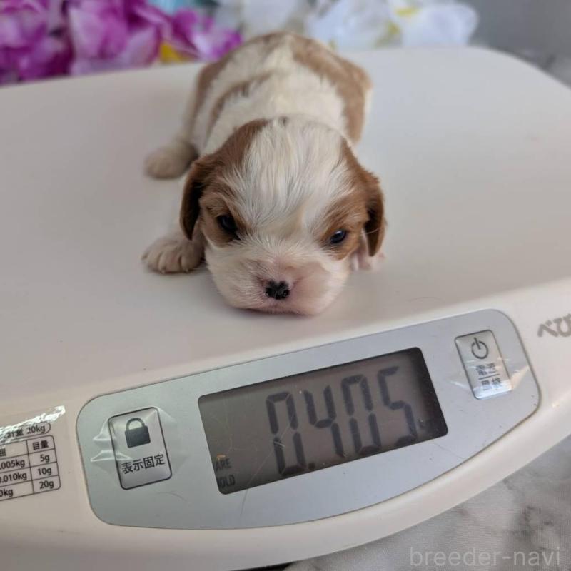 販売中の埼玉県のキャバリアキングチャールズスパニエル-433003の2枚目