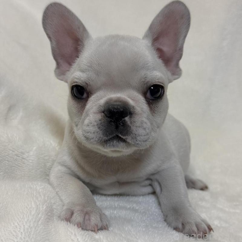 販売中の山口県のフレンチブルドッグ-428973